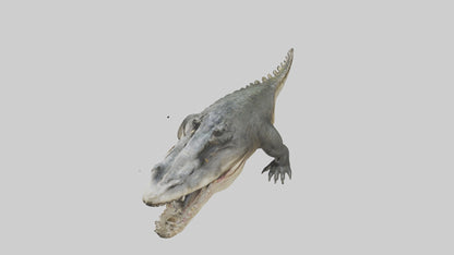Crocodile Jaws VR / AR / low-poly