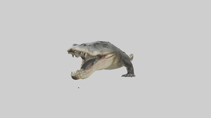 Crocodile Jaws VR / AR / low-poly