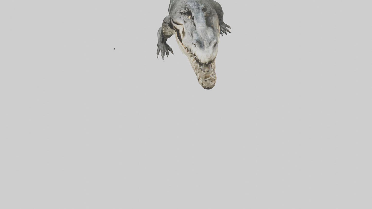 Crocodile Jaws VR / AR / low-poly