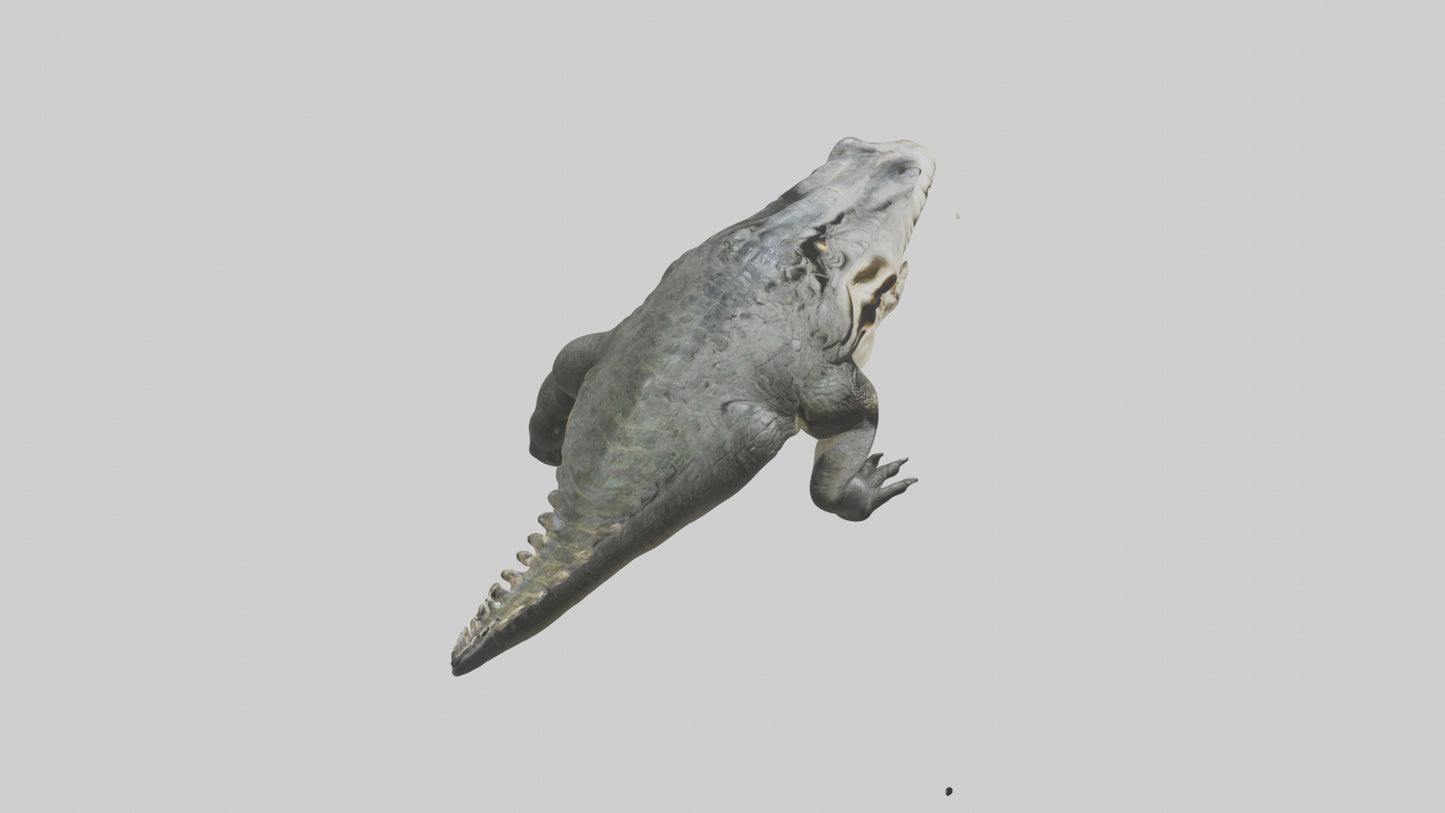 Crocodile Jaws VR / AR / low-poly