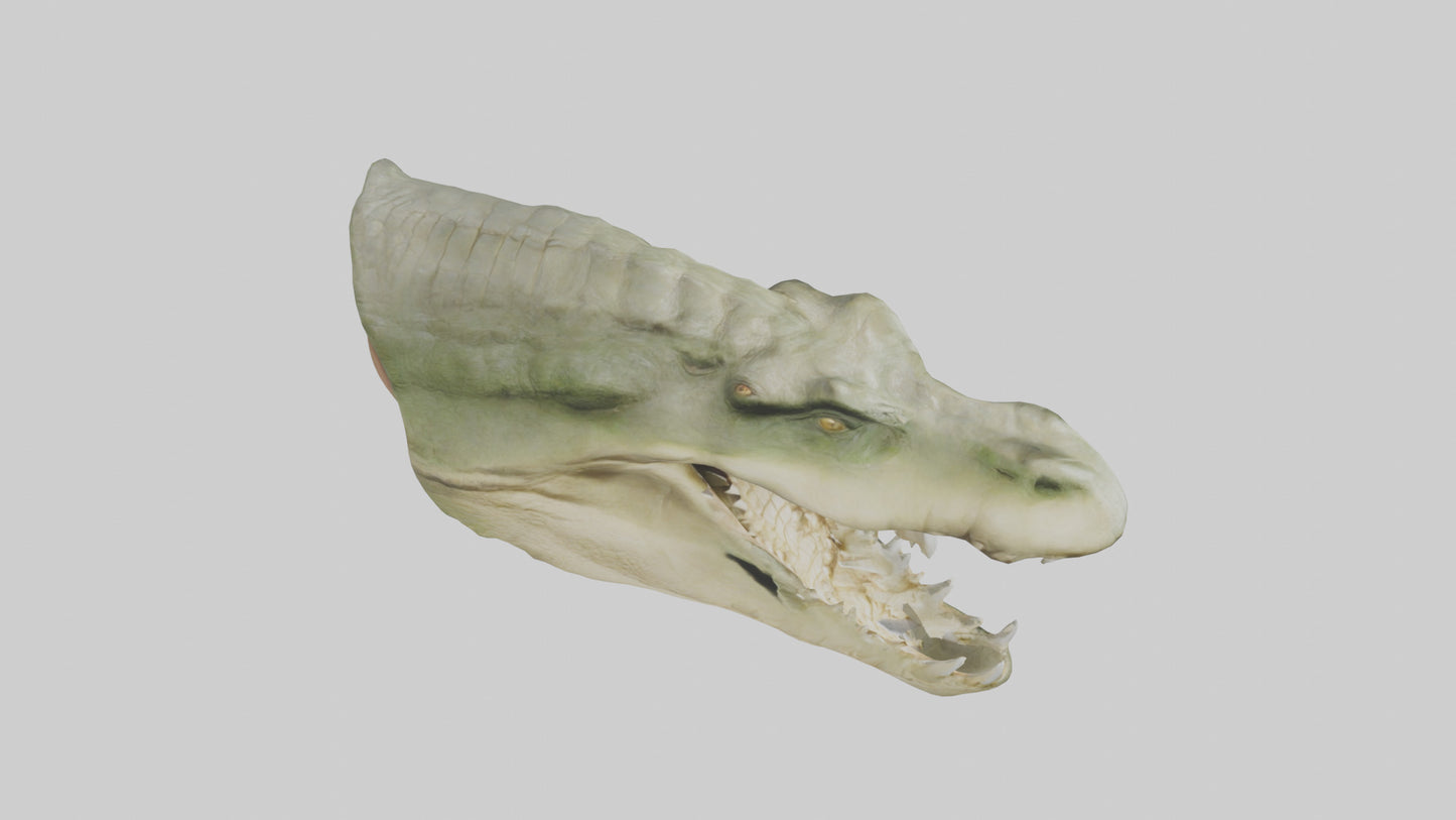 3D model Crocodile Jaws Model VR / AR / low-poly