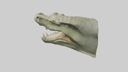 3D model Crocodile Jaws Model VR / AR / low-poly
