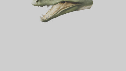 3D model Crocodile Jaws Model VR / AR / low-poly