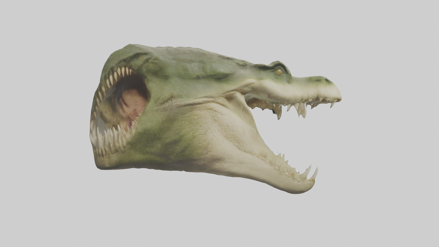 3D model Crocodile Jaws Model VR / AR / low-poly