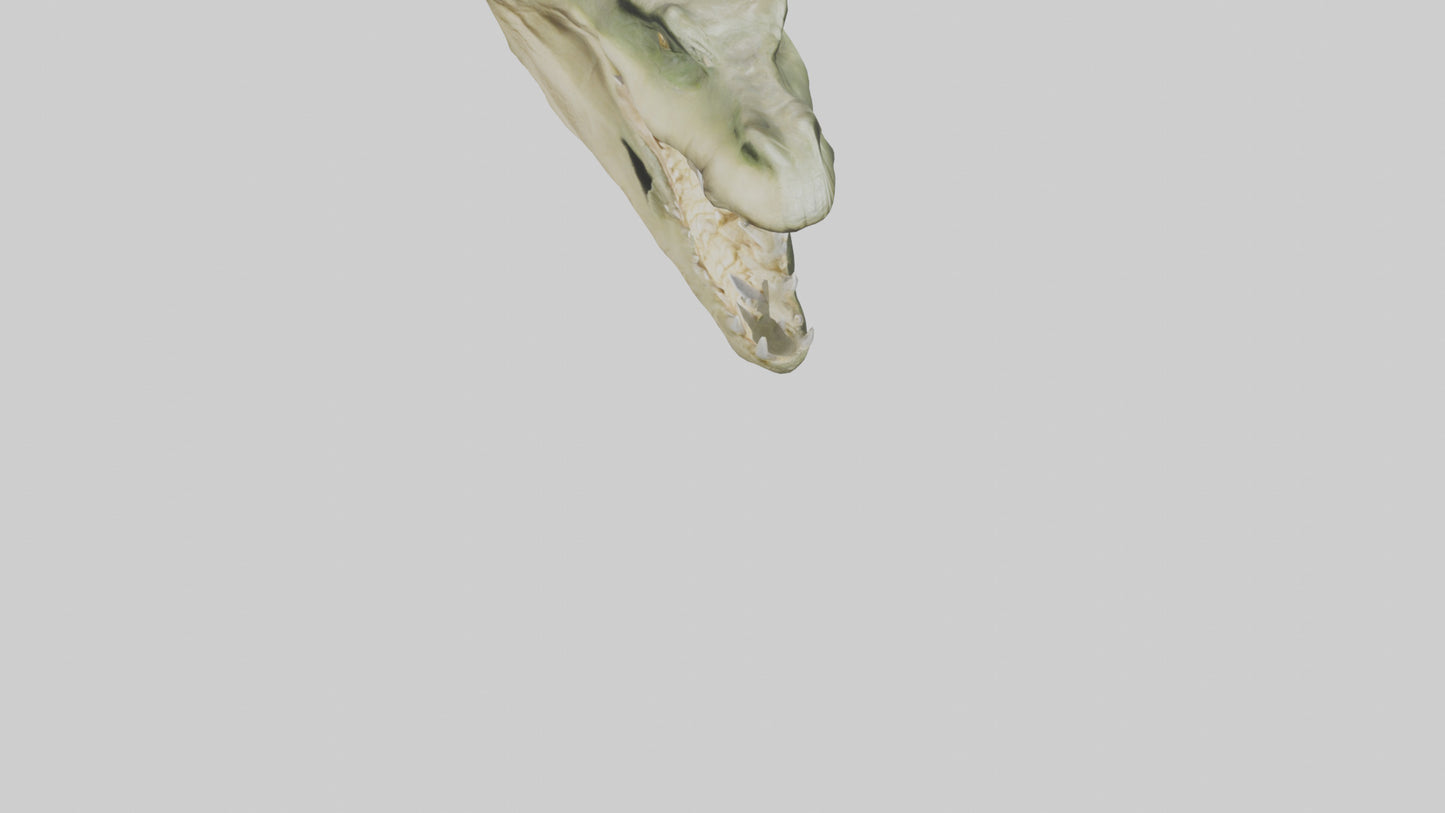 3D model Crocodile Jaws Model VR / AR / low-poly