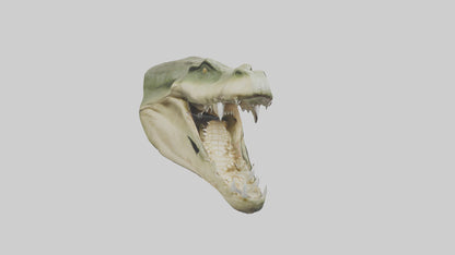 3D model Crocodile Jaws Model VR / AR / low-poly
