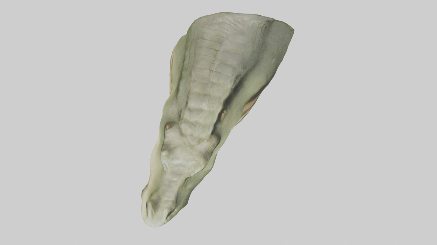 3D model Crocodile Jaws Model VR / AR / low-poly