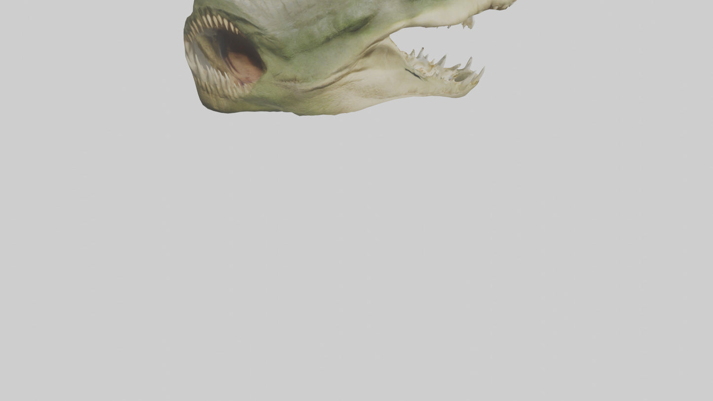 3D model Crocodile Jaws Model VR / AR / low-poly