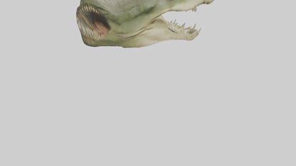 3D model Crocodile Jaws Model VR / AR / low-poly