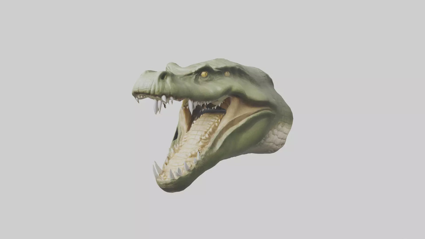 3D model Crocodile Jaws Model VR / AR / low-poly