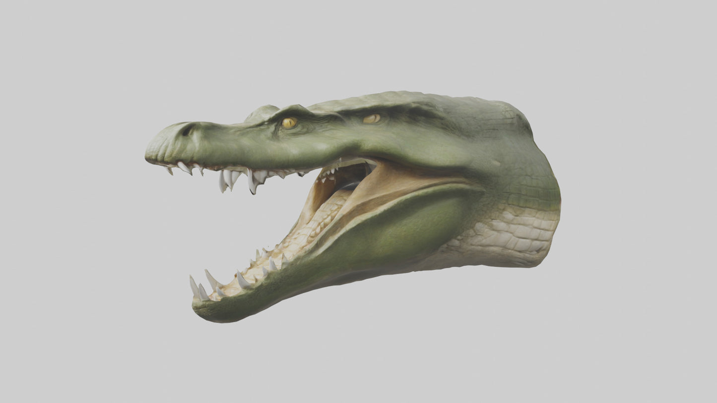 3D model Crocodile Jaws Model VR / AR / low-poly