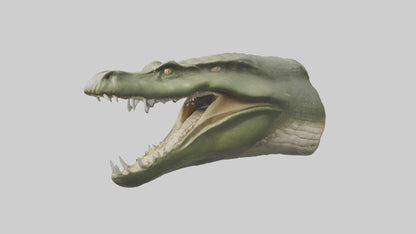 3D model Crocodile Jaws Model VR / AR / low-poly