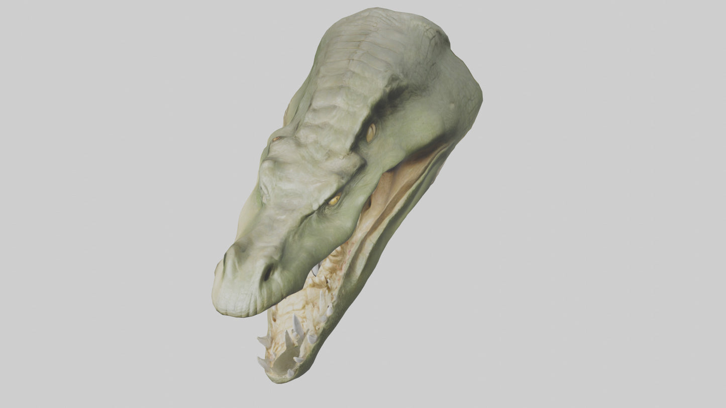 3D model Crocodile Jaws Model VR / AR / low-poly