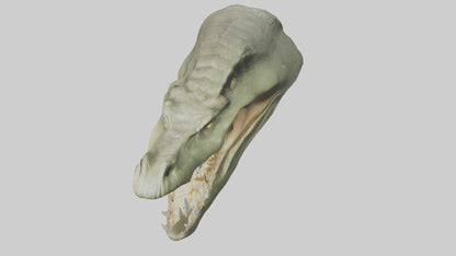 3D model Crocodile Jaws Model VR / AR / low-poly