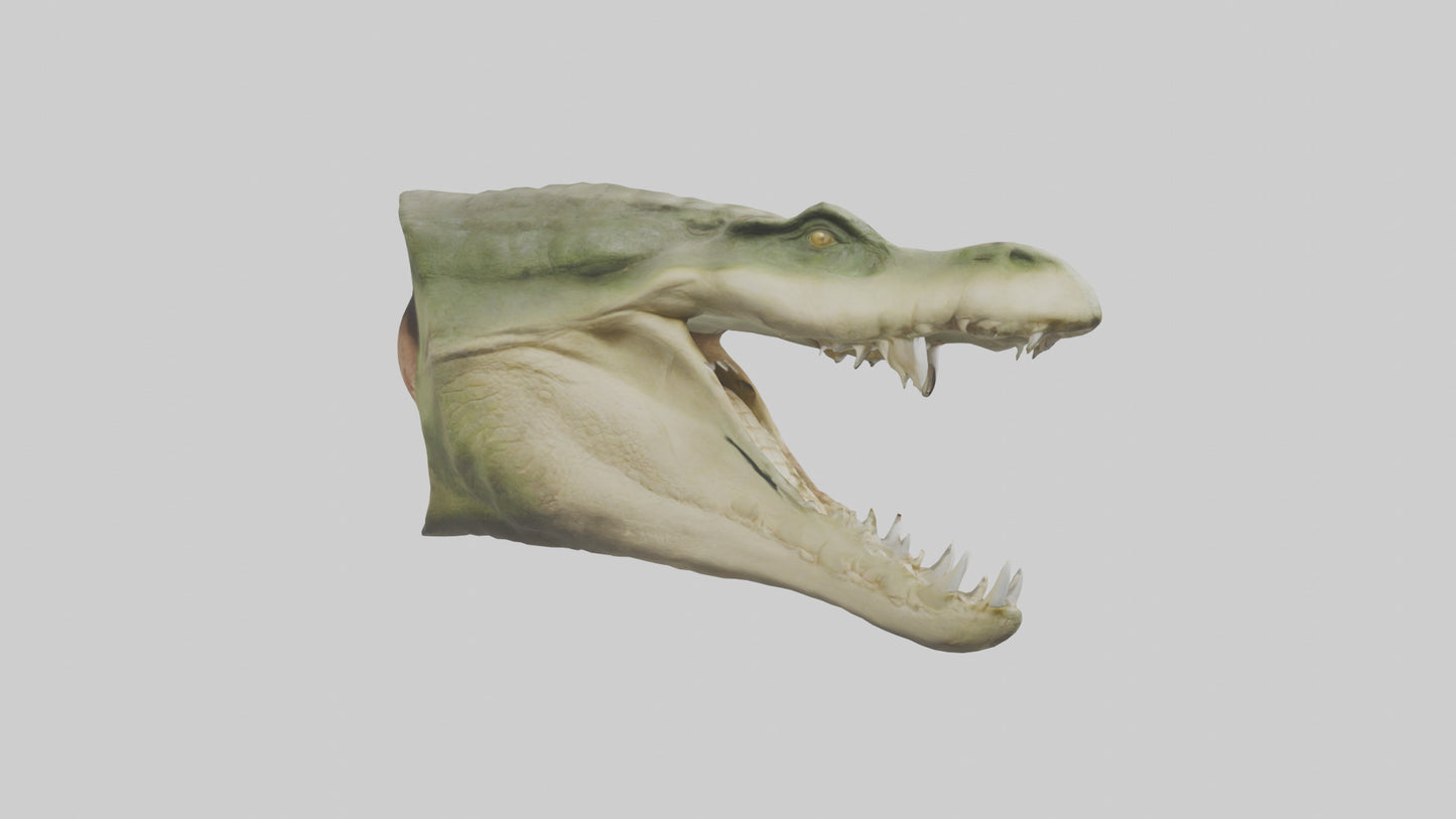 3D model Crocodile Jaws Model VR / AR / low-poly