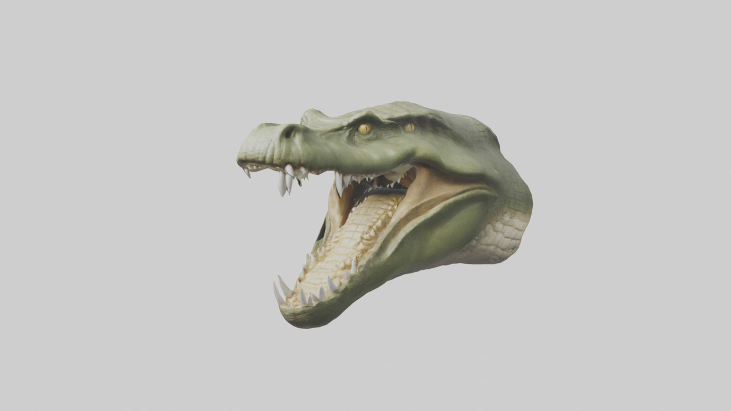 3D model Crocodile Jaws Model VR / AR / low-poly
