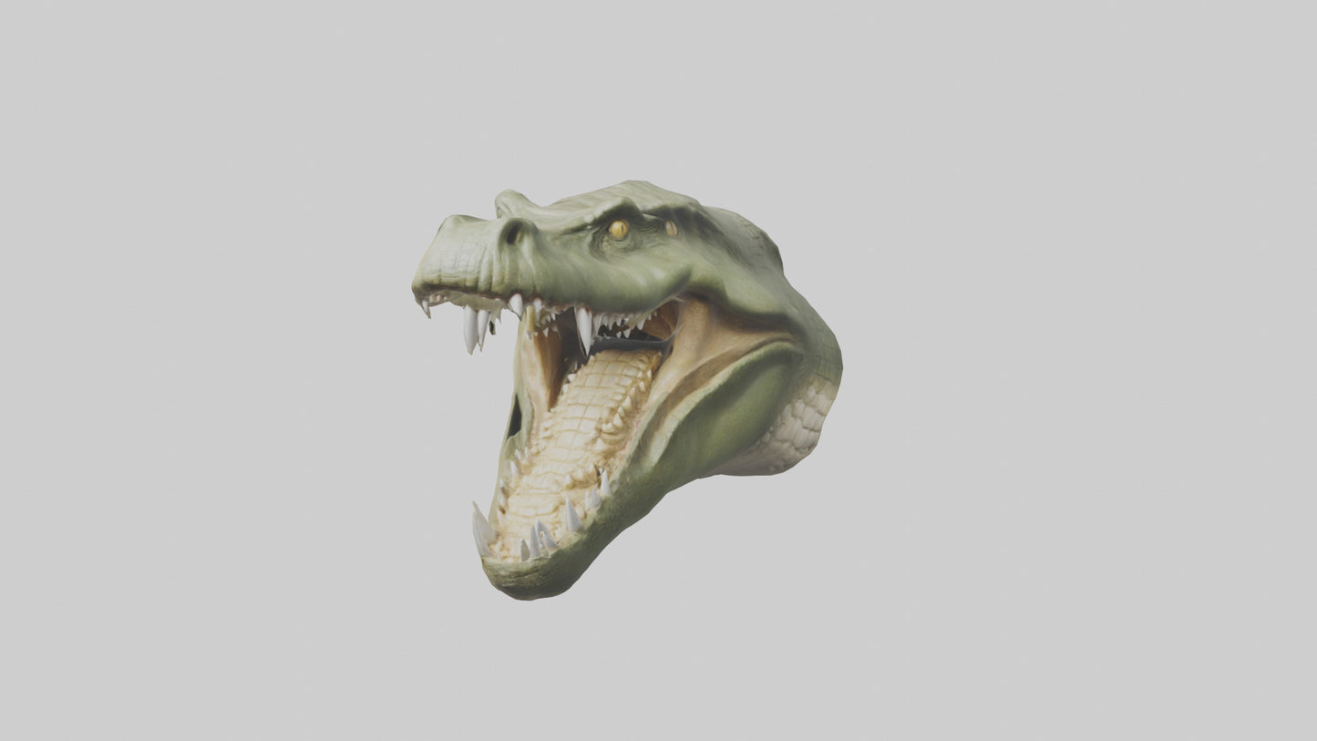 3D model Crocodile Jaws Model VR / AR / low-poly
