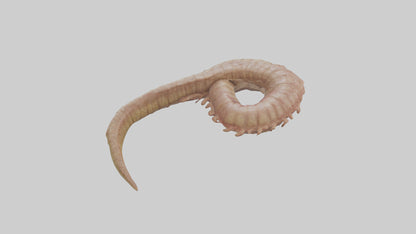 3D model Crocodile Large Intestine VR / AR / low-poly