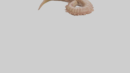 3D model Crocodile Large Intestine VR / AR / low-poly