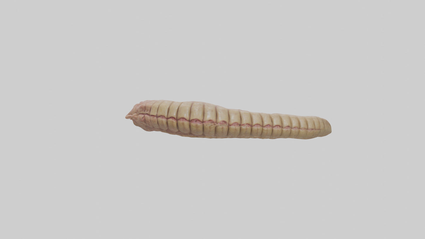 3D model Crocodile Large Intestine VR / AR / low-poly