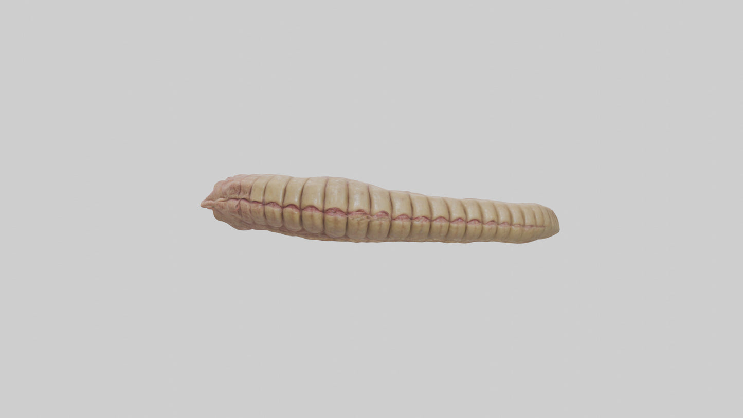 3D model Crocodile Large Intestine VR / AR / low-poly