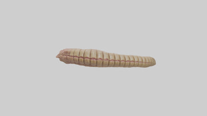 3D model Crocodile Large Intestine VR / AR / low-poly