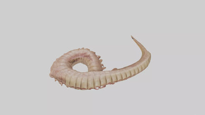 3D model Crocodile Large Intestine VR / AR / low-poly