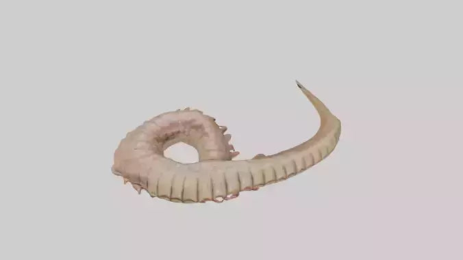 3D model Crocodile Large Intestine VR / AR / low-poly