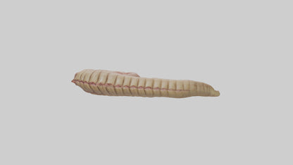 3D model Crocodile Large Intestine VR / AR / low-poly