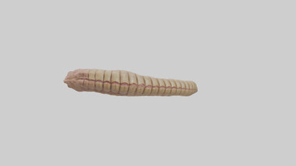 3D model Crocodile Large Intestine VR / AR / low-poly