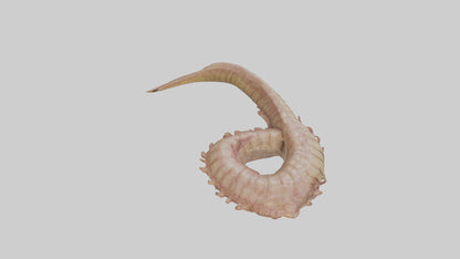 3D model Crocodile Large Intestine VR / AR / low-poly