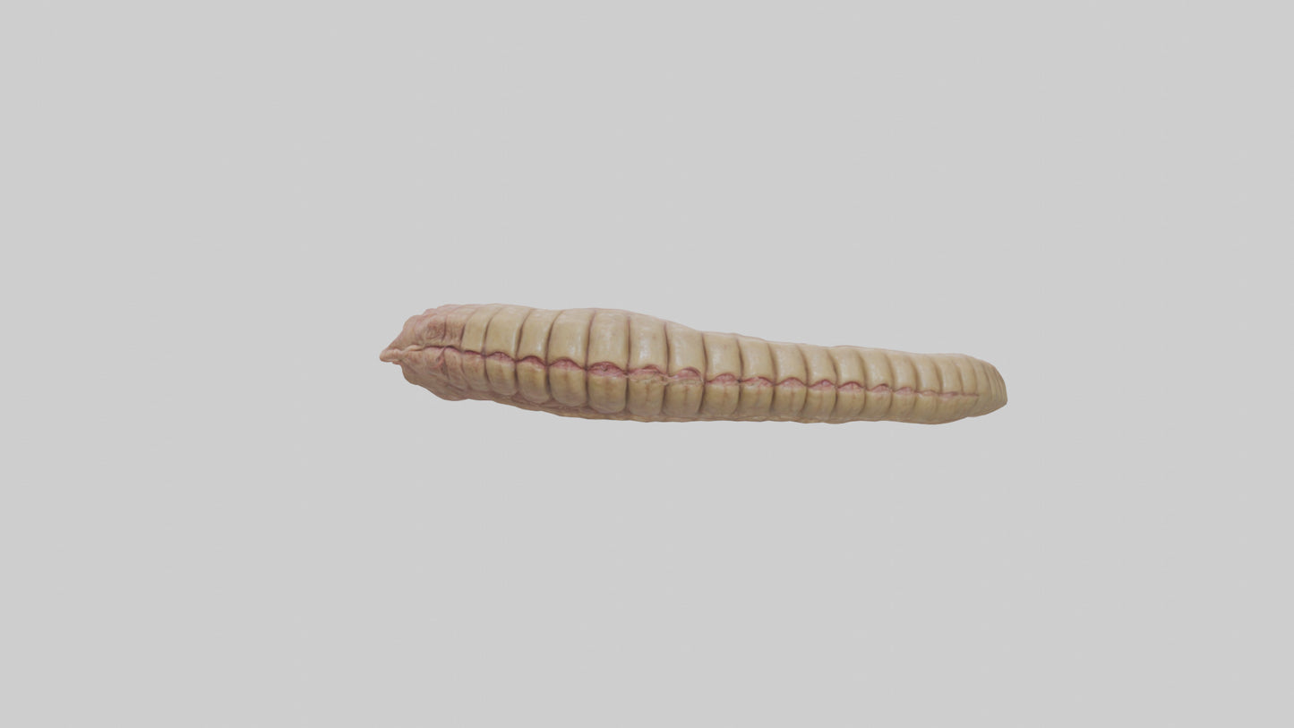3D model Crocodile Large Intestine VR / AR / low-poly