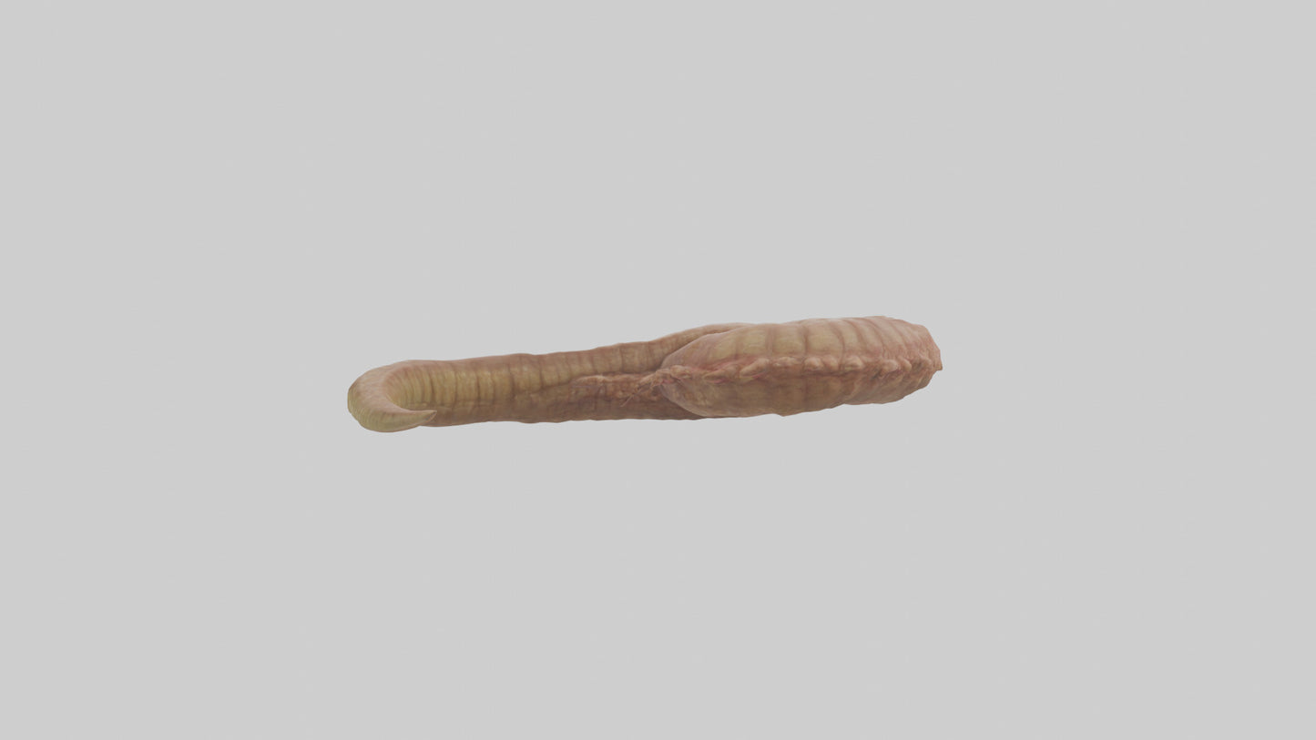3D model Crocodile Large Intestine VR / AR / low-poly