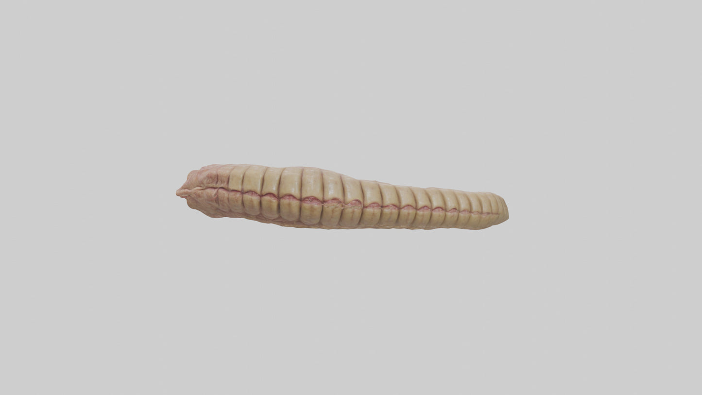 3D model Crocodile Large Intestine VR / AR / low-poly