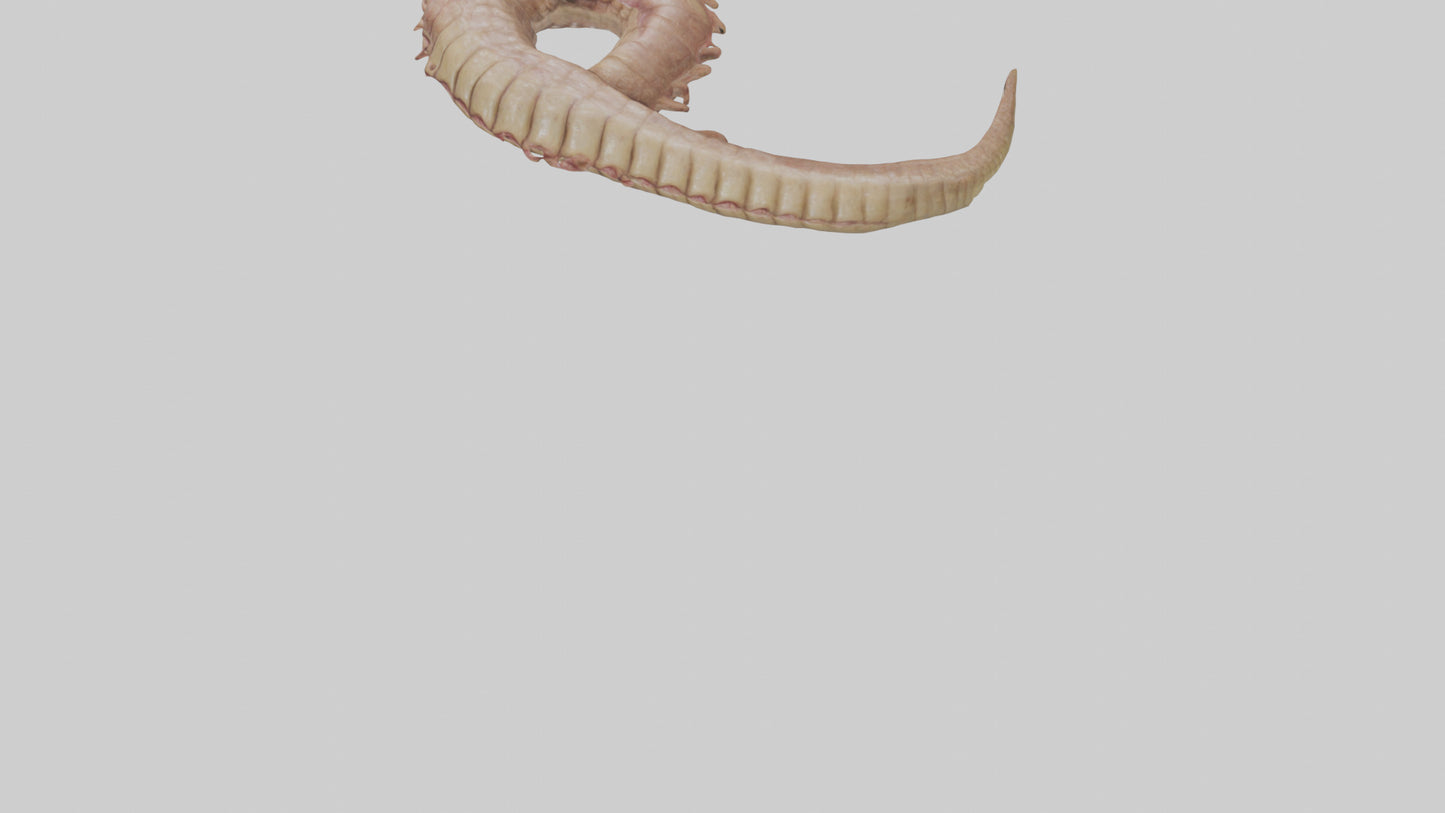 3D model Crocodile Large Intestine VR / AR / low-poly