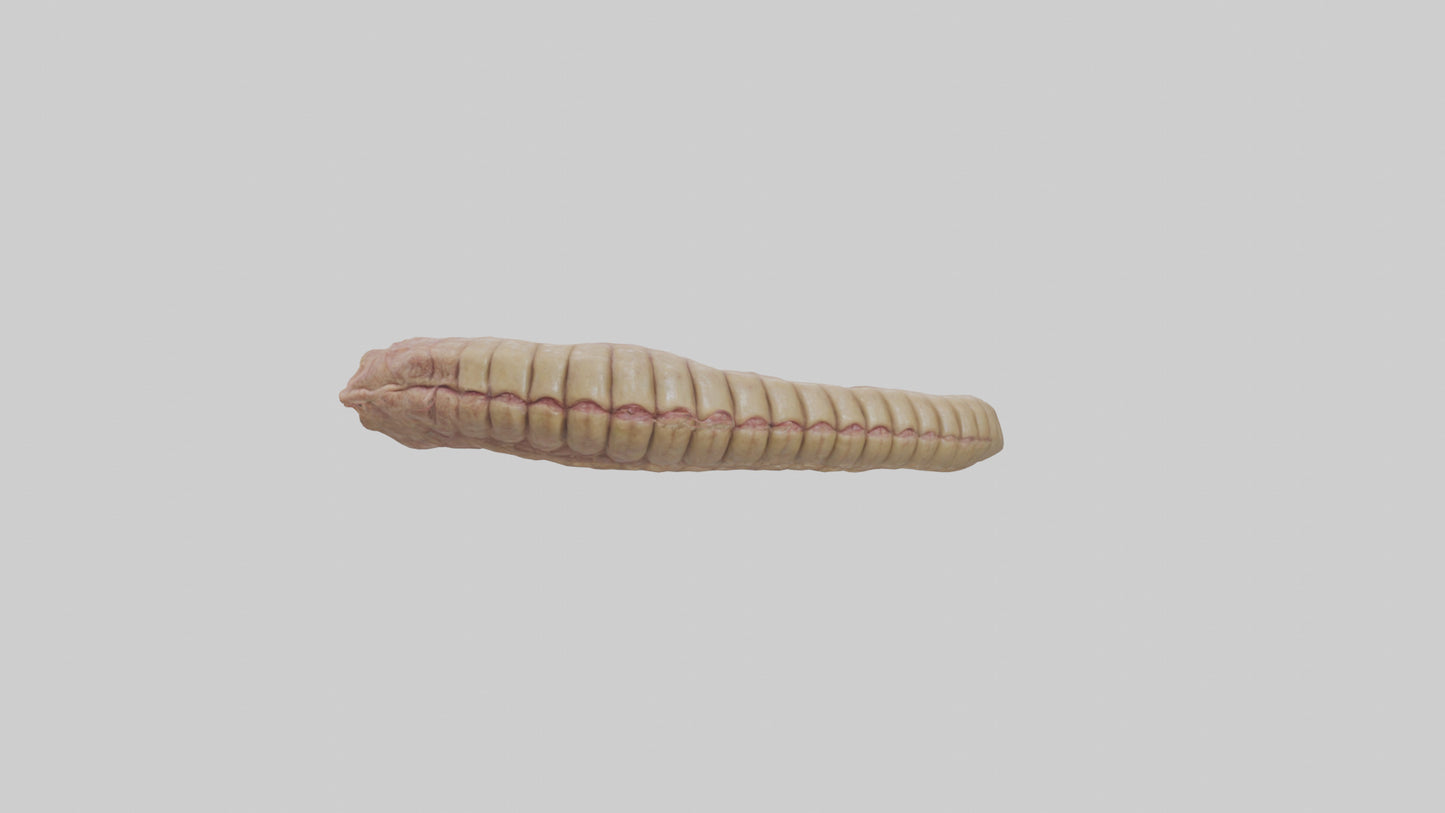 3D model Crocodile Large Intestine VR / AR / low-poly