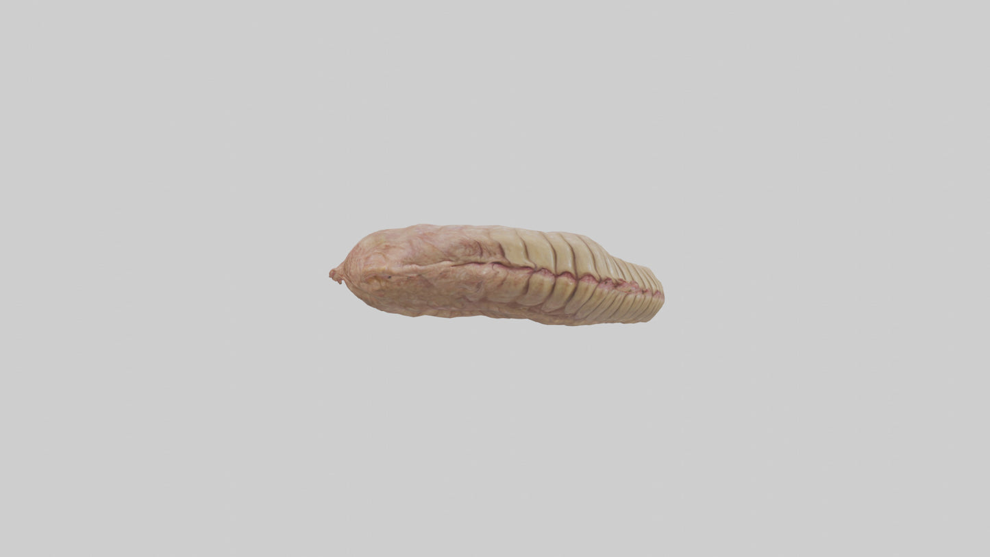 3D model Crocodile Large Intestine VR / AR / low-poly