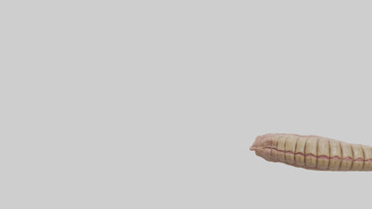 3D model Crocodile Large Intestine VR / AR / low-poly