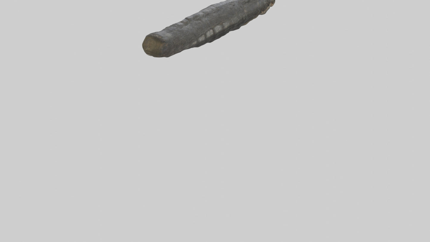 3D model Crocodile Rib VR / AR / low-poly