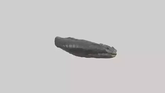 3D model Crocodile Rib VR / AR / low-poly