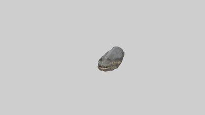 3D model Crocodile Rib VR / AR / low-poly