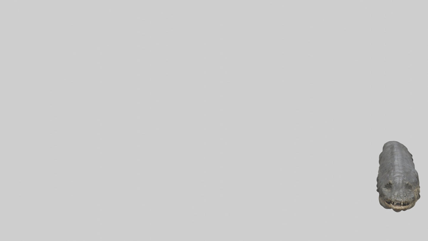 3D model Crocodile Rib VR / AR / low-poly