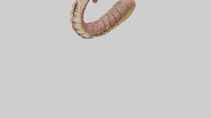 Crocodile Small Intestine VR / AR / low-poly
