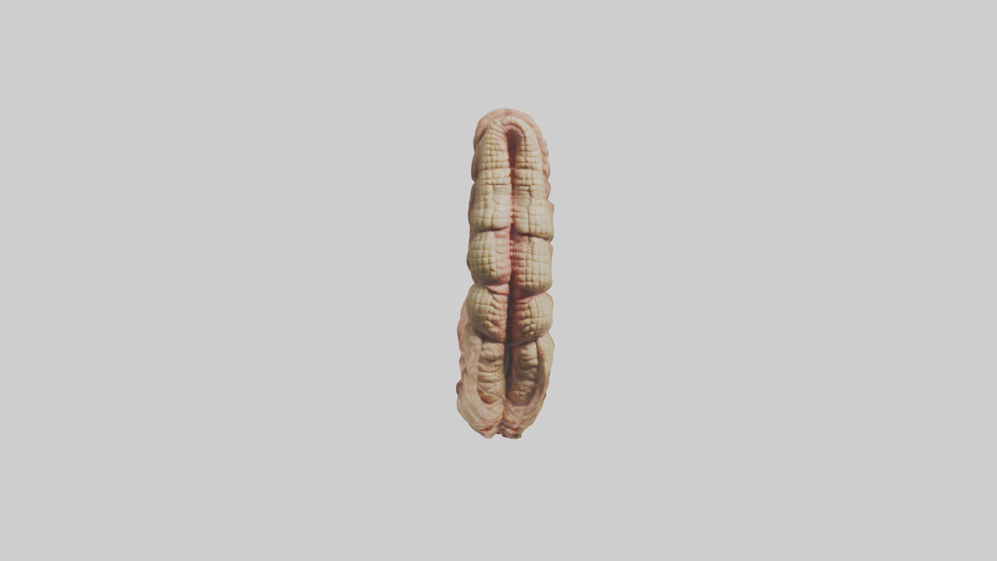 Crocodile Small Intestine VR / AR / low-poly