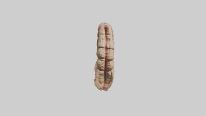 Crocodile Small Intestine VR / AR / low-poly