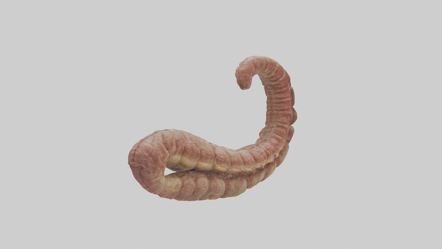 Crocodile Small Intestine VR / AR / low-poly