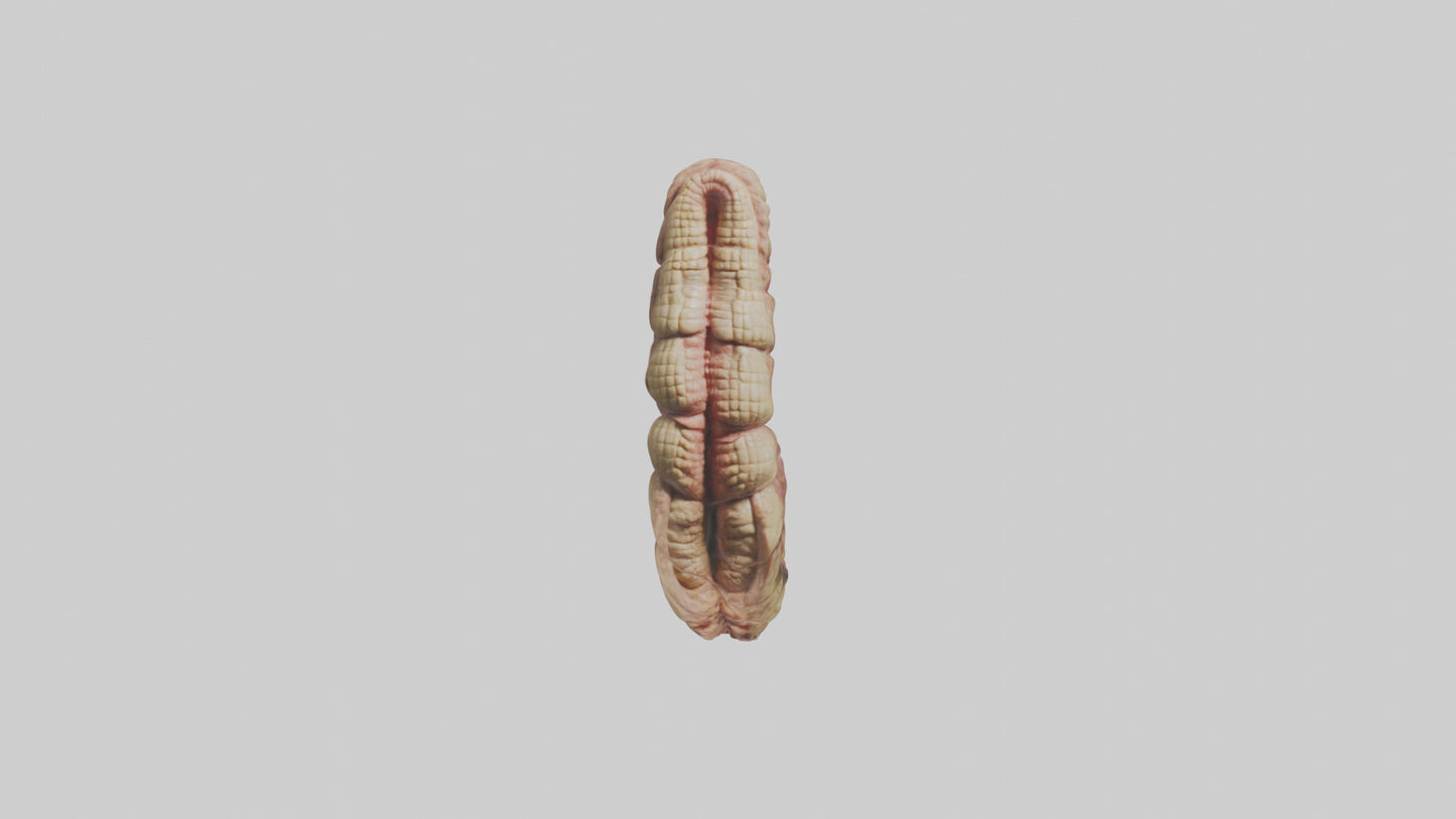 Crocodile Small Intestine VR / AR / low-poly