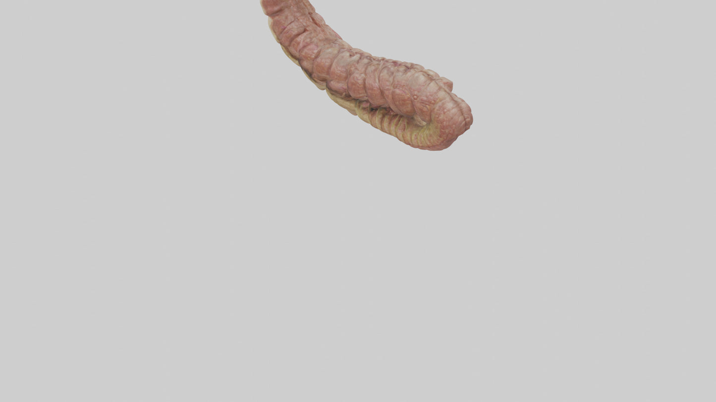 Crocodile Small Intestine VR / AR / low-poly