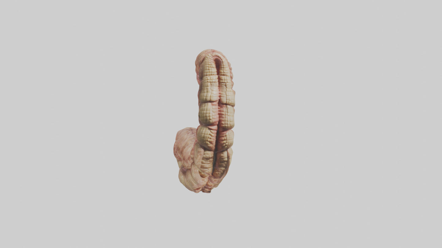 Crocodile Small Intestine VR / AR / low-poly