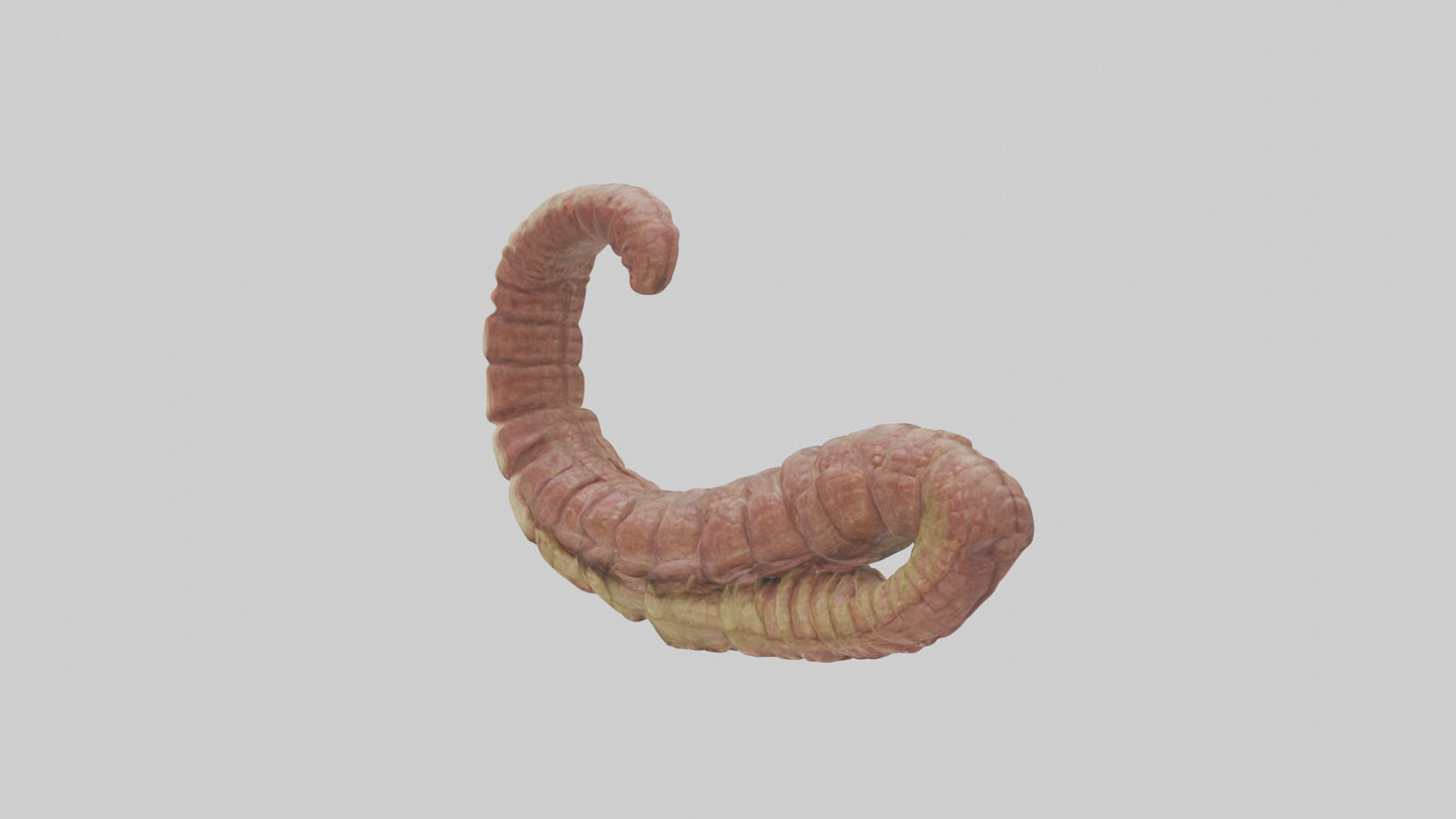 Crocodile Small Intestine VR / AR / low-poly